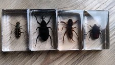 4 X Real BEETLE Bug Insect