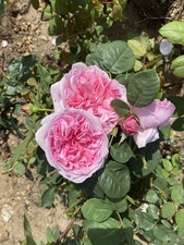 David Austin English Bare Root Rose Plant Pretty Jessica