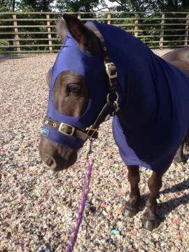 Navy lycra horse - ,