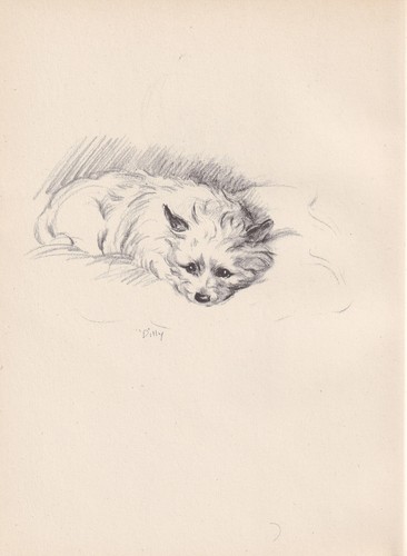 1946 cairn terrier dog - dog, print
