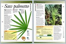 Saw Palmetto - Directory - Secret World Of Herbs Fact File Card