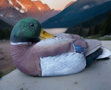 Mallard Duck,  Inside & Out 