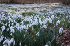 English Snowdrops ‘In The