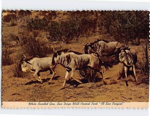 Postcard white bearded gnu san - white,