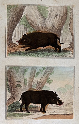 1844 buffon print - print, wild