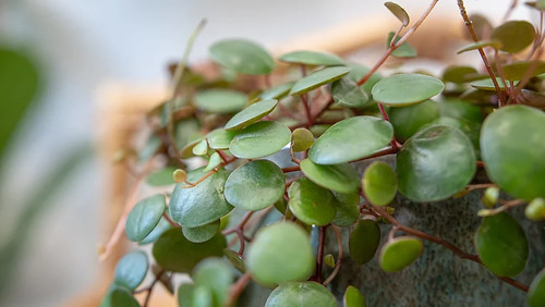 Baby string coins plant - string,