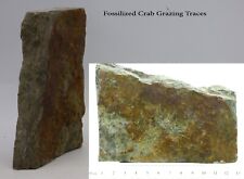 Triassic Rhaetic Crab Grazing Cruziana Traces Fossil Bone Bed Gloucestershire UK