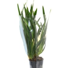 Cymbidium 'Ice Cascade' -