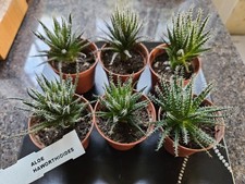 Aloe haworthioides - 1,