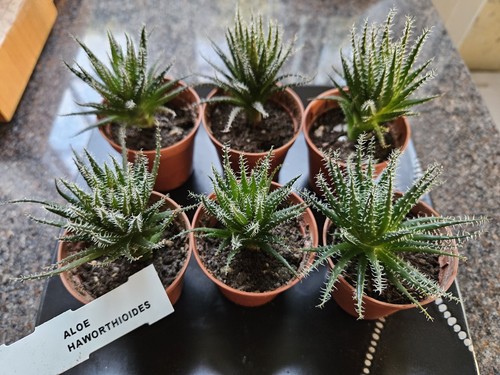 Aloe haworthioides - 1, x
