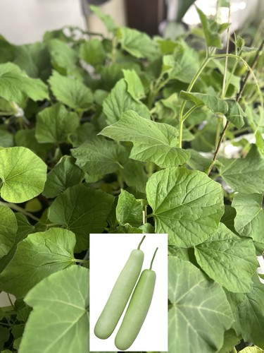 Dudhi bottle gourd plants - , (2)