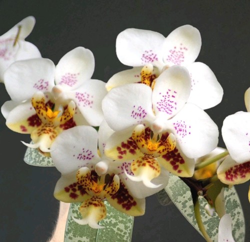 Phalaenopsis stuartiana cd191 - phalaenopsis,