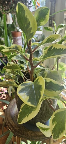 Variegated baby rubber plant - variegated,