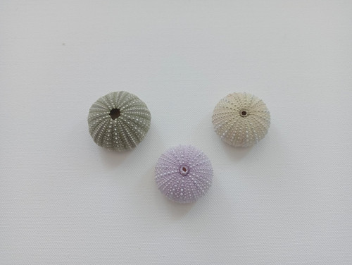 Colorful sea urchins for air - colorful,