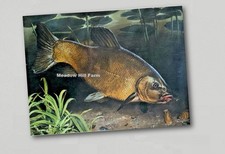Fridge Magnet Tench Vintage