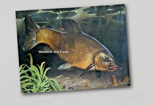 Fridge magnet tench vintage - fridge,