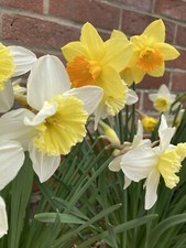 10 kg  Mixed Daffodil Bulbs with Soil 'In The Green' (Free UK Postage)