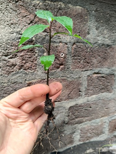 Bay tree seedlings plants 1 - , -1
