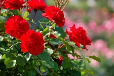 TRUMPETER ROSE - BARE ROOT  -