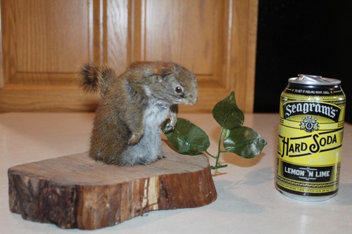 Vtg taxidermy pine - taxidermy,