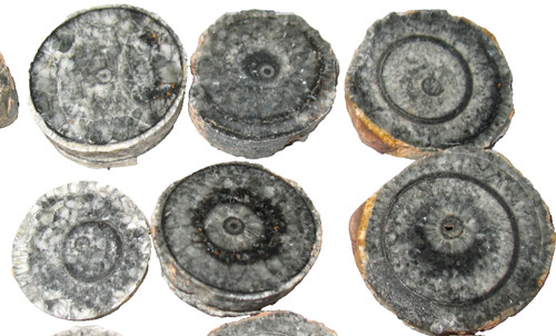 Devonian orthoceras ammonite - orthoceras,