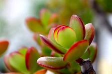 Jade Money Tree 'Sunset' - 12cm Pot Crassula Ovata - Stunning Indoor Plant