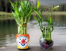 4" 6" 8" Lucky Bamboo Plants -