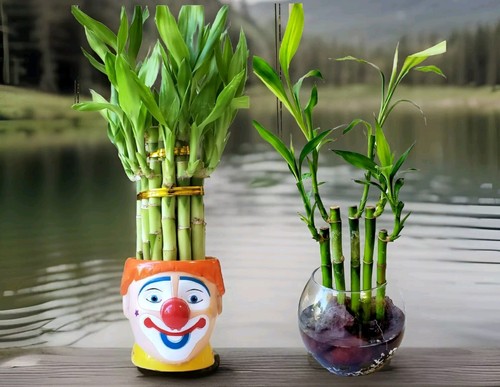 Lucky bamboo plants - 4", 8"