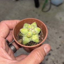 Cacti Myrtillocactus geometrizans width 1 3/4 inches few marks on plant as pics