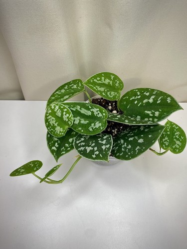 Scindapsus pictus - 🌿,