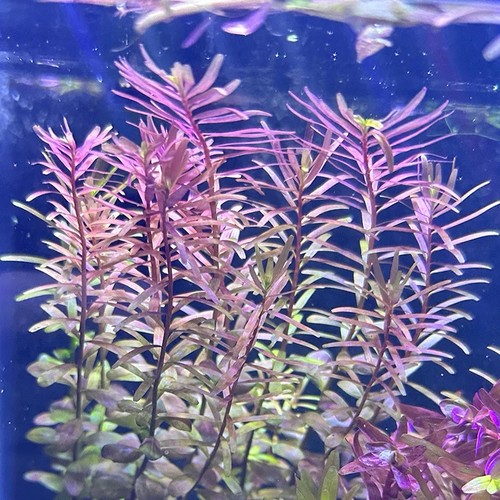 X12 stems rotala rotundifolia - rotala,