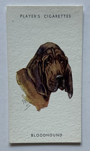 Player dogs heads - player’s,