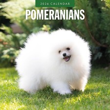 Pomeranians 2026 Square Wall Calendar