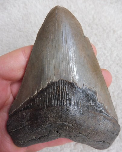 Megalodon tooth - (serrated),