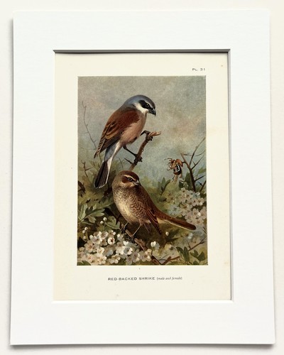 Archibald thorburn red - archibald,