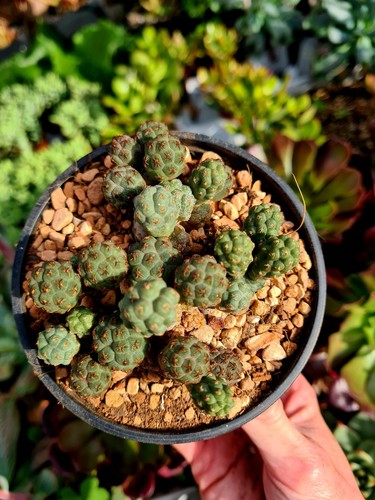 Puna bonnieae cactus plant - puna,