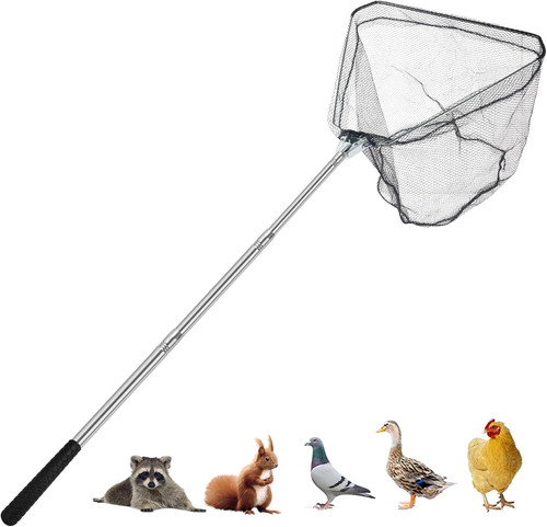 Chicken catching net animal - chicken, net,