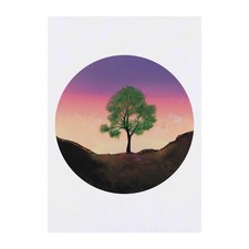 'Sycamore Tree At Sunset'