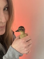 6 FERTILE DUCK EGGS for