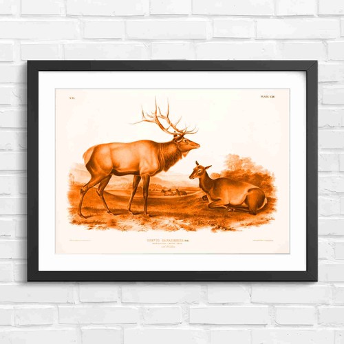 Classic american elk - elk, hind