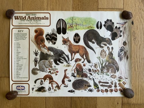 Marjorie blamey british - marjorie, wild