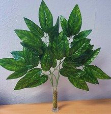  Ivy Fern Bush Leaf Bunch Fern