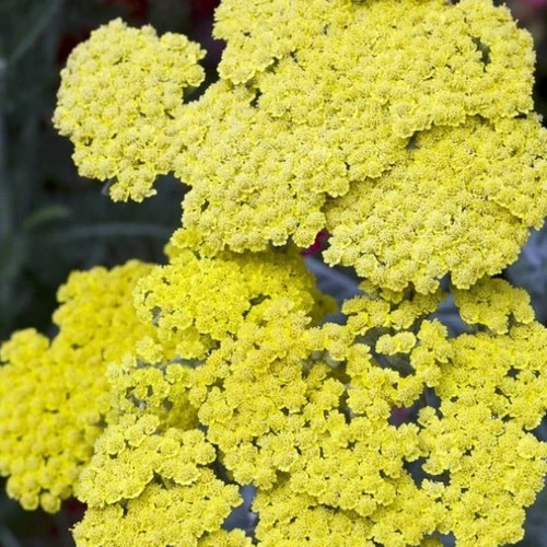 Achillea millefolium little - achillea, 'little