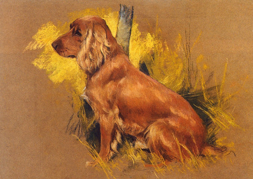 Cocker spaniel dog greeting - cocker,