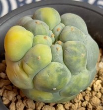 6.4cm  Caci WYSIWYG Boutique