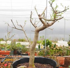 Rare cacti plant bursera - plant,