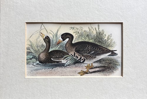 Antique white fronted goose - antique,
