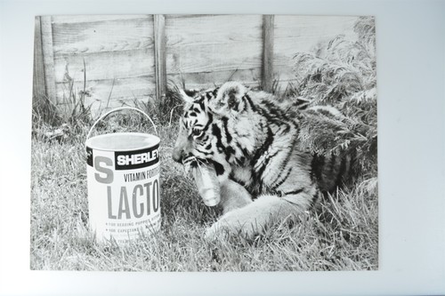 Tiggy pantig panther - tiggy,