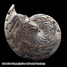 Discoclymenia cucullata