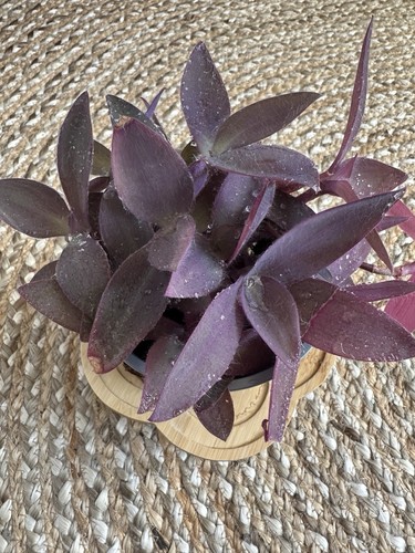 Tradescantia pallida purple - pallida,